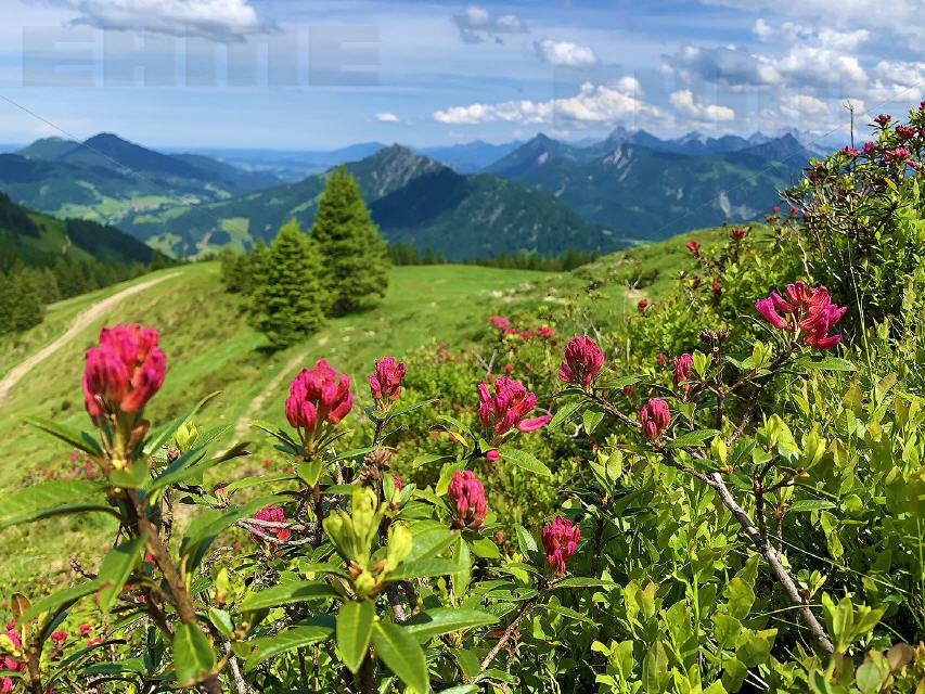 Wertacher Hörnle mit Alpenrosen